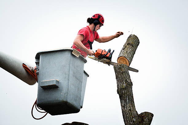 Tree Care